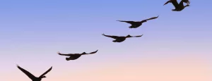fly